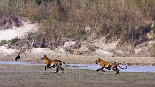 세계자연기금(WWF)에 따르면 네팔 정부는 호랑이 핵심 서식지를 정성껏 보호하고, 장기적인 보전 전략을 세워서 호랑이를 보호하려고 노력해왔다. (세계자연기금 제공)/그린포스트코리아