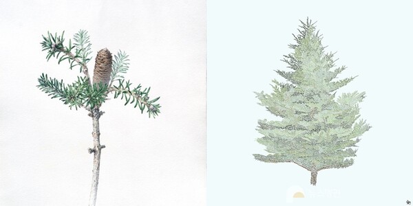 왼쪽부터 정태련 작가와 진관우 작가가 재능기부한 구상나무 그림.(사진=뉴스펭귄)/그린포스트코리아