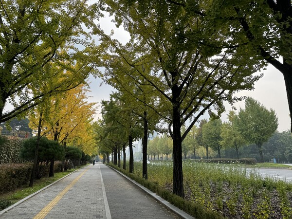 서울 송파구 방이동 위례성대로 은행나무 가로수길. (사진-산림청)/그린포스트코리아