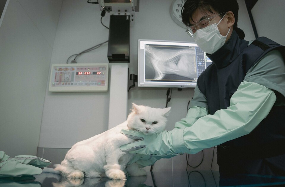 수도권 소재의 한 동물병원에서 수의사가 SK텔레콤의 반려동물 AI 의료 서비스 '엑스칼리버'를 활용해 고양이의 엑스레이 사진을 판독하고 진료하는 모습. (사진=SK텔레콤)/그린포스트코리아