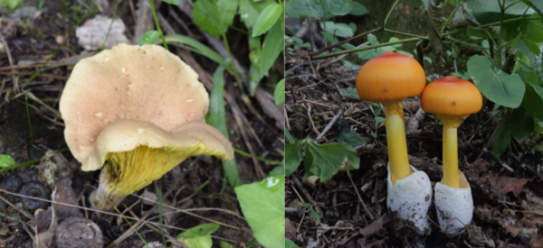 임영운 교수가 발굴한 미기록종 갈색민그늘버섯(왼쪽), 붉은달걀광대버섯. (사진=동북아생물다양성연구소)/그린포스트코리아