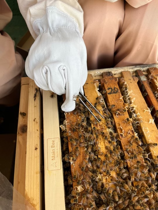 ‘대기오염으로 인한 꿀벌 시정 거리의 감소가 생태계에 미치는 영향 분석’ 보고서를 발간한 WWF(세계자연기금). 사진은 연구원이 꿀벌에 RFID 칩을 심는 모습. (사진=WWF)/그린포스트코리아