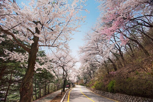 화려하게 만개한 벚꽃을 감상할 수 있는 워커힐의 산책로 주변 모습. (사진=워커힐 호텔앤리조트)/그린포스트코리아