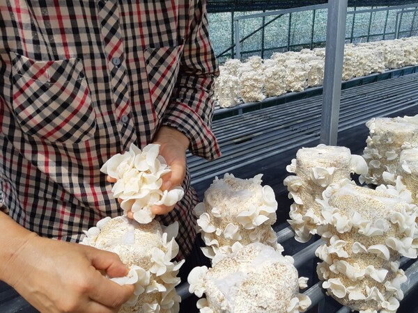 버섯누룽지 생산 모습. (사진=언니네텃밭)/그린포스트코리아