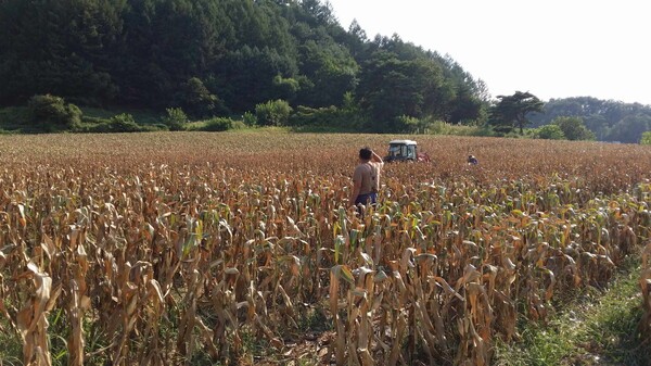 영월군 옥수수 채종단지. /영월군