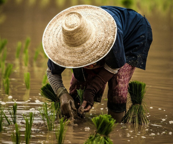 위성과 AI를 활용한 모니터링 시스템 '헤임달'로 논물 관리 농업을 통한 메탄 감축 효과를 검증, 탄소배출권 공급 및 지속가능한 농업 전환을 유도하고 있는 땡스카본. /땡스카본 제공