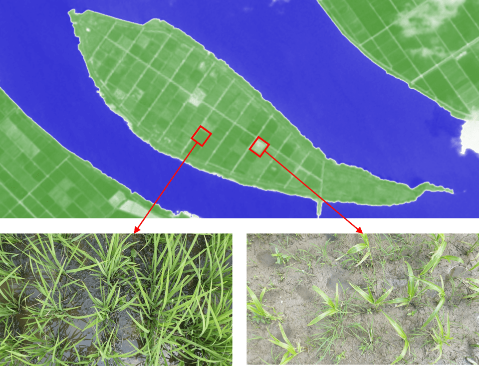 위성 기술과 AI로 '논물 관리 농업'을 모니터링하는 기술 '헤임달'을 개발한 땡스카본. /땡스카본 제공